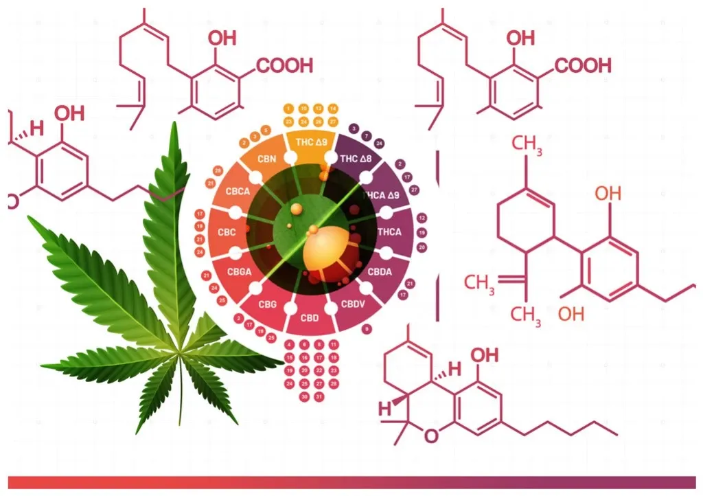Quantos Canabinoides Existem? Explorando a Diversidade da Cannabis