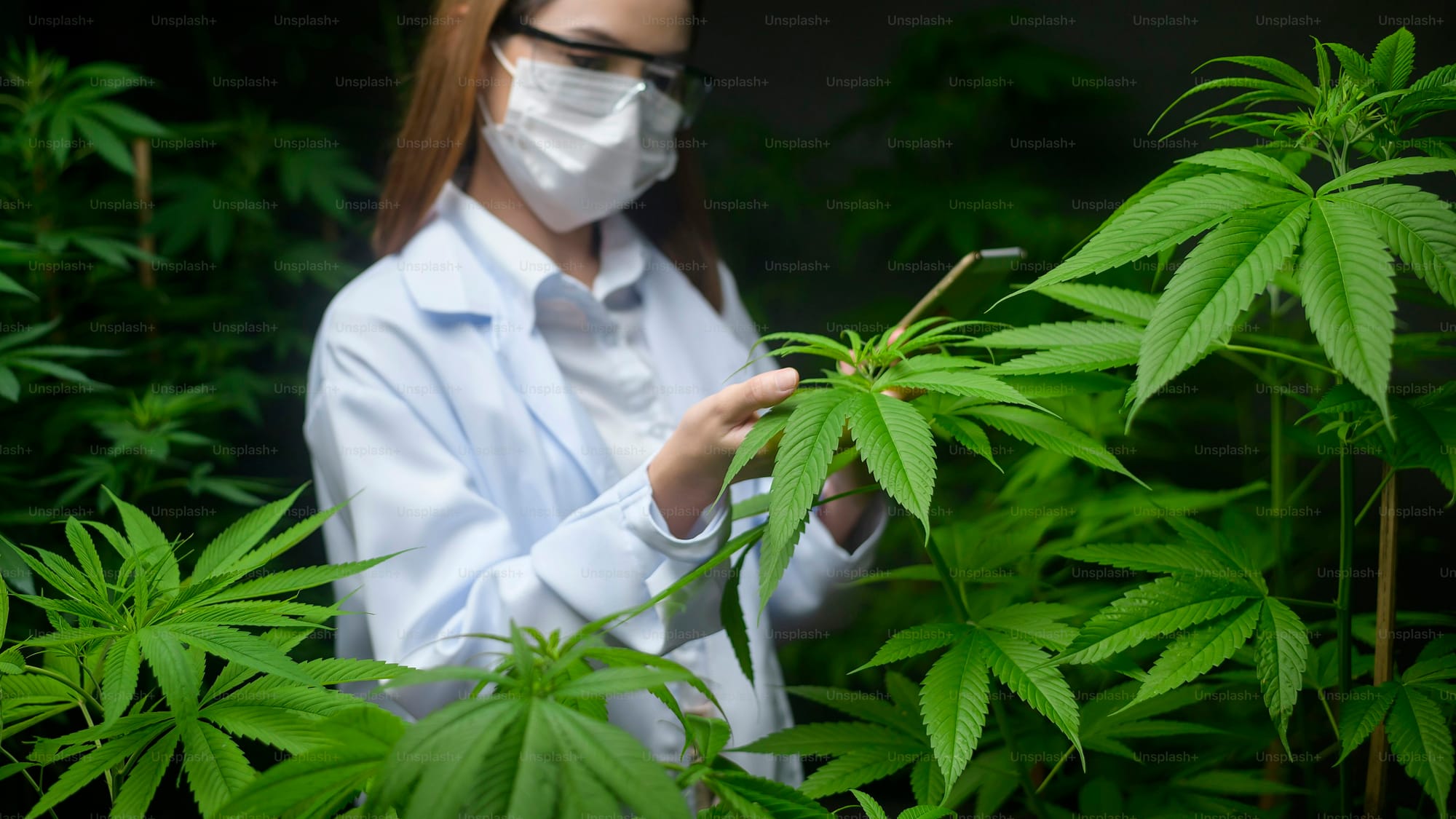 UniSul Amplia Pesquisa com Cannabis: CBG, THCV e os Canabinoides do Futuro